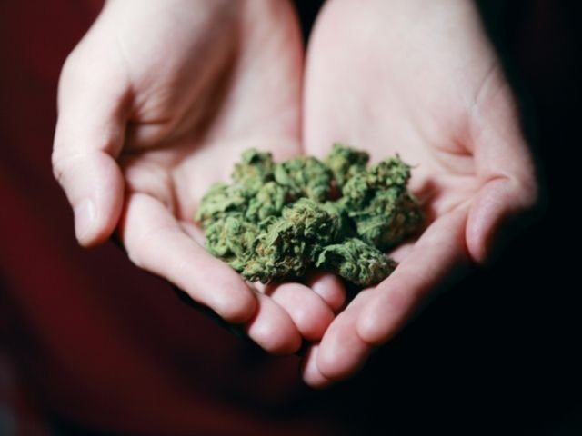 marijuana bud in the hand